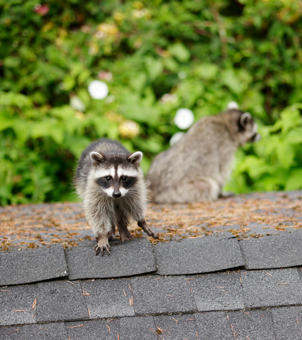 raccoon on top of residential house roof