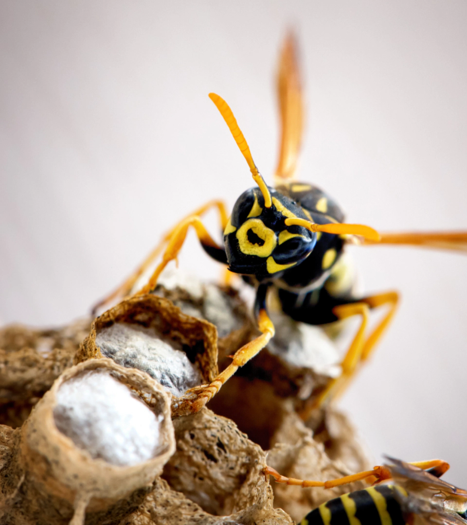 yellow jacket wasp guarding hive